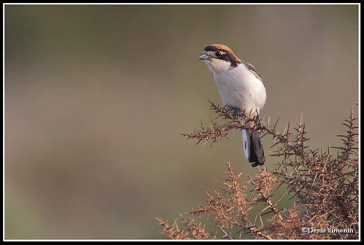 pie grièche à tête rousse